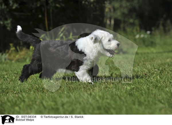 Bobtail Welpe / Old English Sheepdog Puppy / SST-08334
