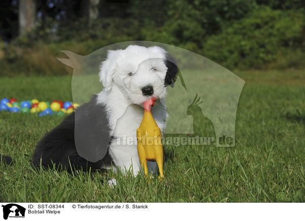 Bobtail Welpe / Old English Sheepdog Puppy / SST-08344