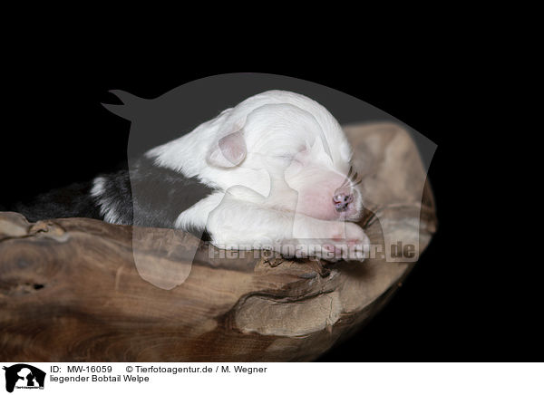 liegender Bobtail Welpe / lying Old English Sheepdog Puppy / MW-16059