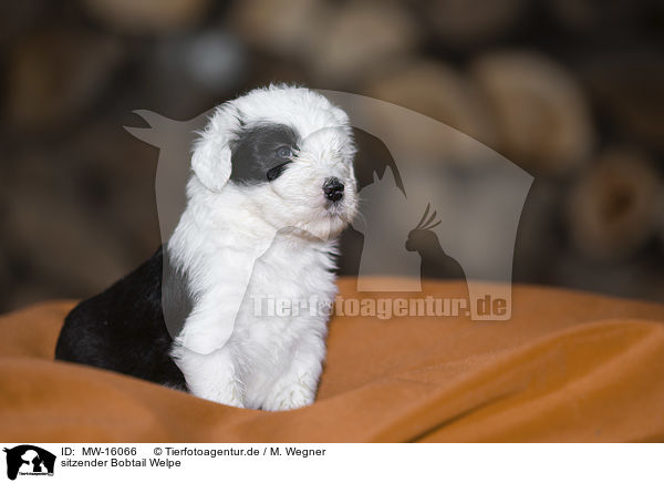 sitzender Bobtail Welpe / sitting Old English Sheepdog Puppy / MW-16066