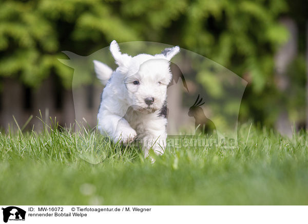 rennender Bobtail Welpe / running Old English Sheepdog Puppy / MW-16072