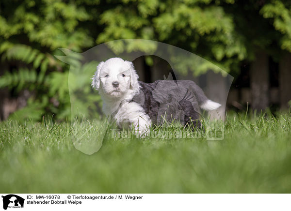 stehender Bobtail Welpe / standing Old English Sheepdog Puppy / MW-16078