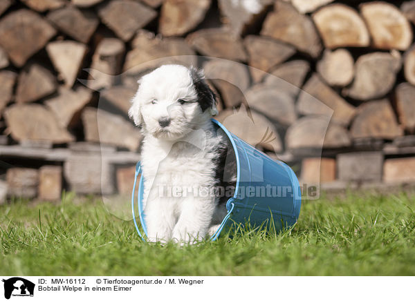Bobtail Welpe in einem Eimer / Old English Sheepdog Puppy in a bucket / MW-16112