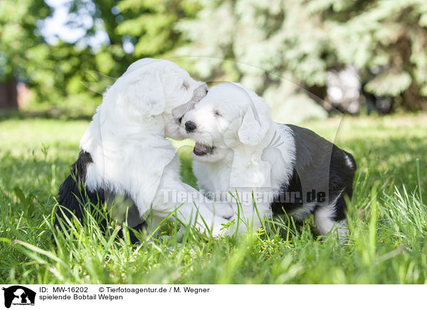 spielende Bobtail Welpen / playing Old English Sheepdog Puppies / MW-16202