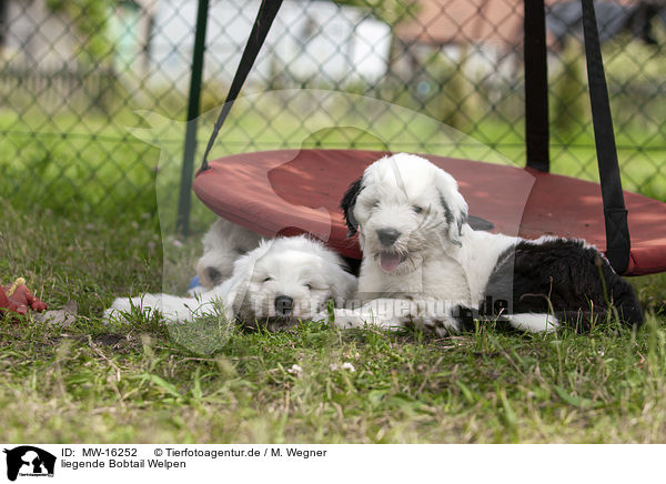 liegende Bobtail Welpen / lying Old English Sheepdog Puppies / MW-16252