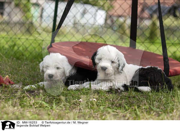 liegende Bobtail Welpen / lying Old English Sheepdog Puppies / MW-16253