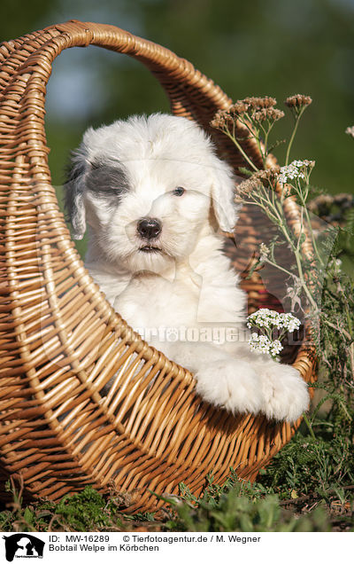 Bobtail Welpe im K�rbchen / Old English Sheepdog Puppy in the basket / MW-16289