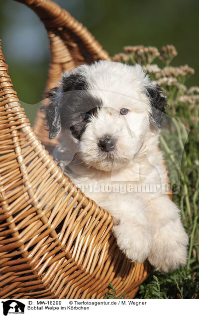 Bobtail Welpe im Krbchen / MW-16299