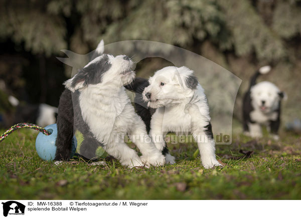 spielende Bobtail Welpen / playing Old English Sheepdog Puppies / MW-16388