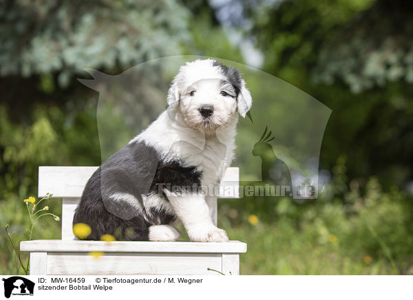 sitzender Bobtail Welpe / sitting Old English Sheepdog Puppy / MW-16459