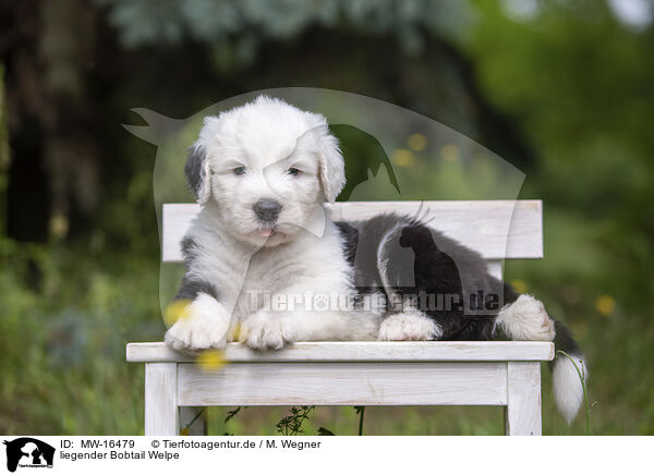 liegender Bobtail Welpe / lying Old English Sheepdog Puppy / MW-16479