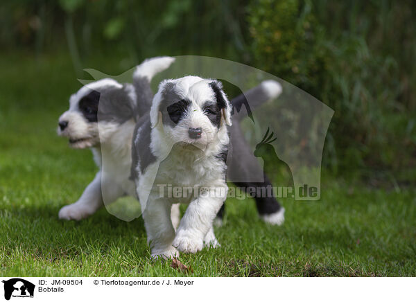 Bobtails / Bobtails / JM-09504