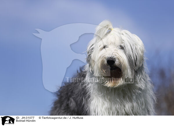 Bobtail Hndin / JH-31077
