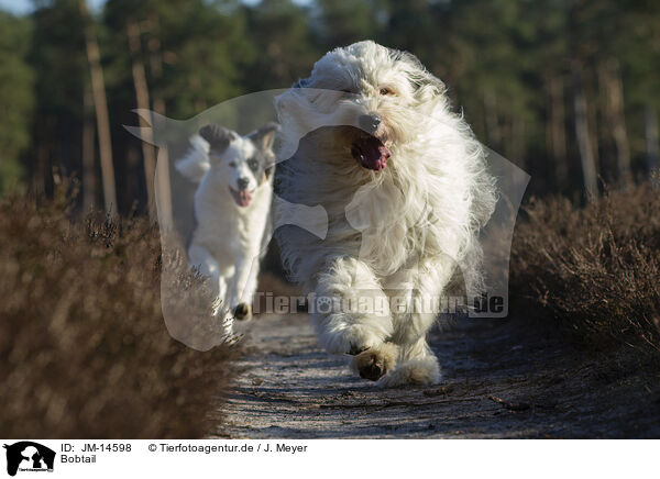 Bobtail / Bobtail / JM-14598