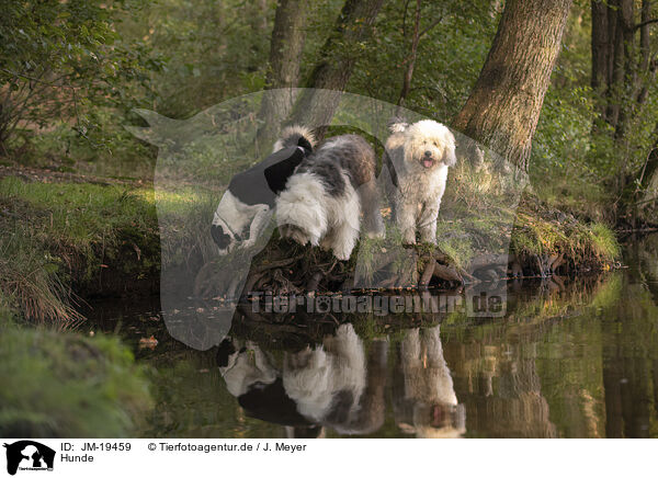 Hunde / JM-19459