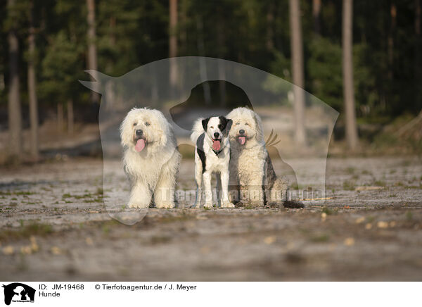 Hunde / JM-19468
