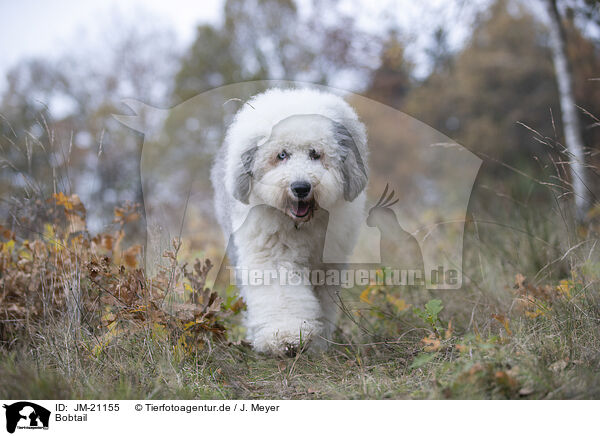 Bobtail / Bobtail / JM-21155