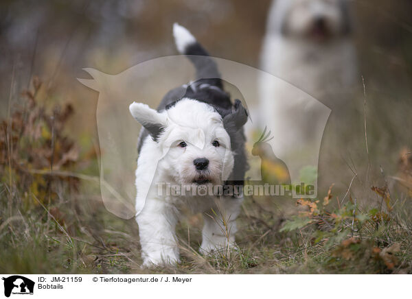 Bobtails / Bobtails / JM-21159