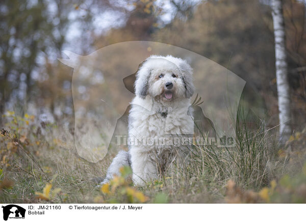 Bobtail / Bobtail / JM-21160