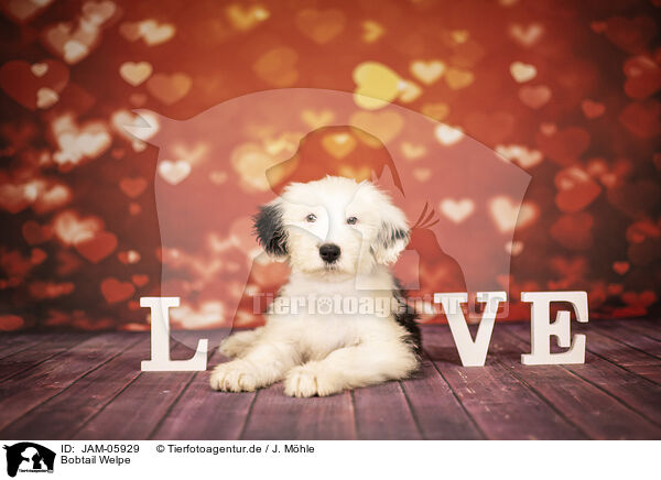 Bobtail Welpe / Old English Sheepdog / JAM-05929
