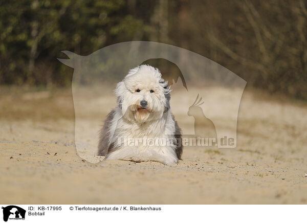 Bobtail / Old English Sheepdog / KB-17995