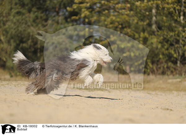Bobtail / Old English Sheepdog / KB-18002