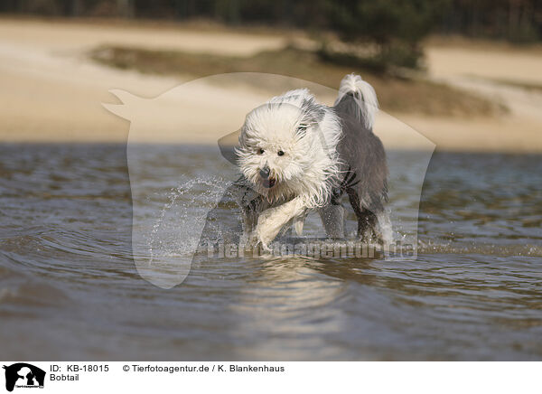 Bobtail / Old English Sheepdog / KB-18015
