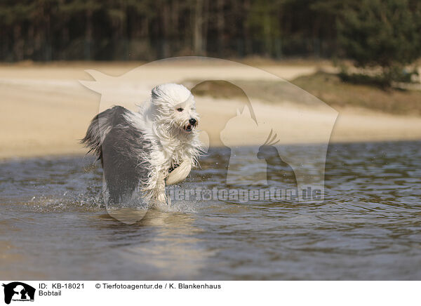 Bobtail / Old English Sheepdog / KB-18021