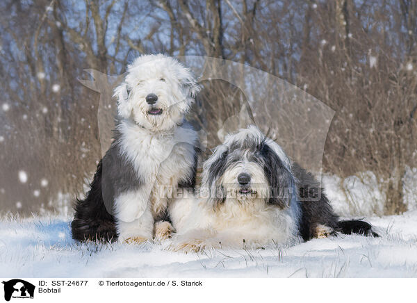 Bobtail / Old English Sheepdog / SST-24677
