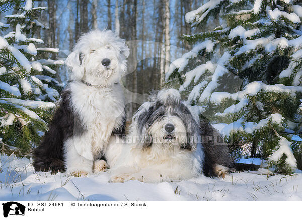 Bobtail / Old English Sheepdog / SST-24681