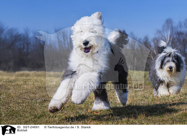 Bobtail / Old English Sheepdog / SST-24691