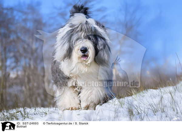 Bobtail / Old English Sheepdog / SST-24693