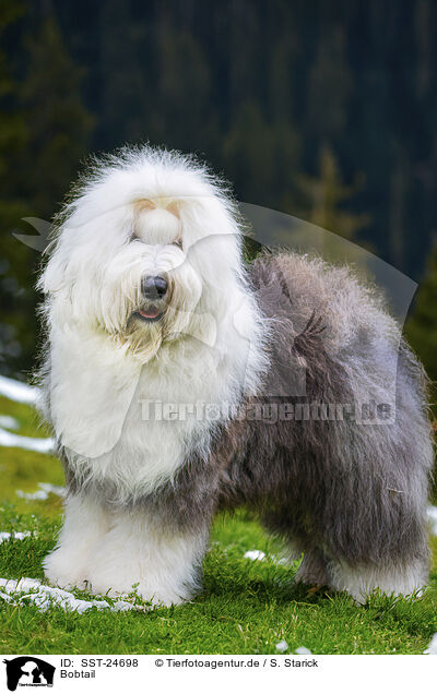Bobtail / Old English Sheepdog / SST-24698