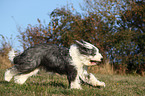 rennender Bobtail