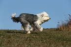 rennender Bobtail
