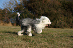 rennender Bobtail