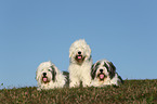 Bobtails