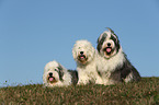 Bobtails