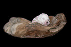 liegender Bobtail Welpe