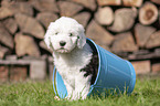 Bobtail Welpe in einem Eimer