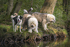 Hunde