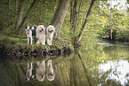 Hunde
