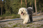 Bobtail