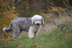 Bobtail
