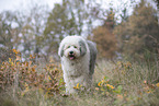 Bobtail