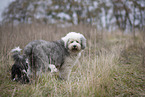 Bobtail