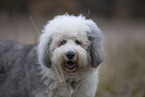 Bobtail