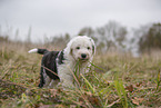 Bobtail Welpe
