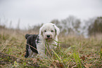 Bobtail Welpe