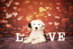 Bobtail Welpe